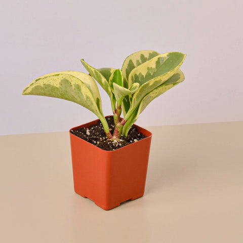 3" Tropical Plant Variety Bundle by House Plant Shop