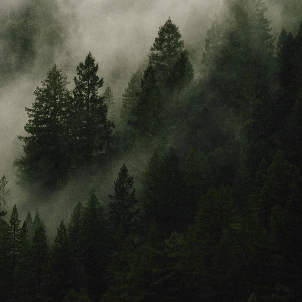 Misty forest with tall trees shrouded in fog