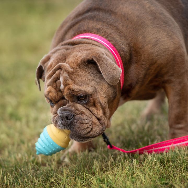 Ice Toy Display 24pcs Mix by GF Pet