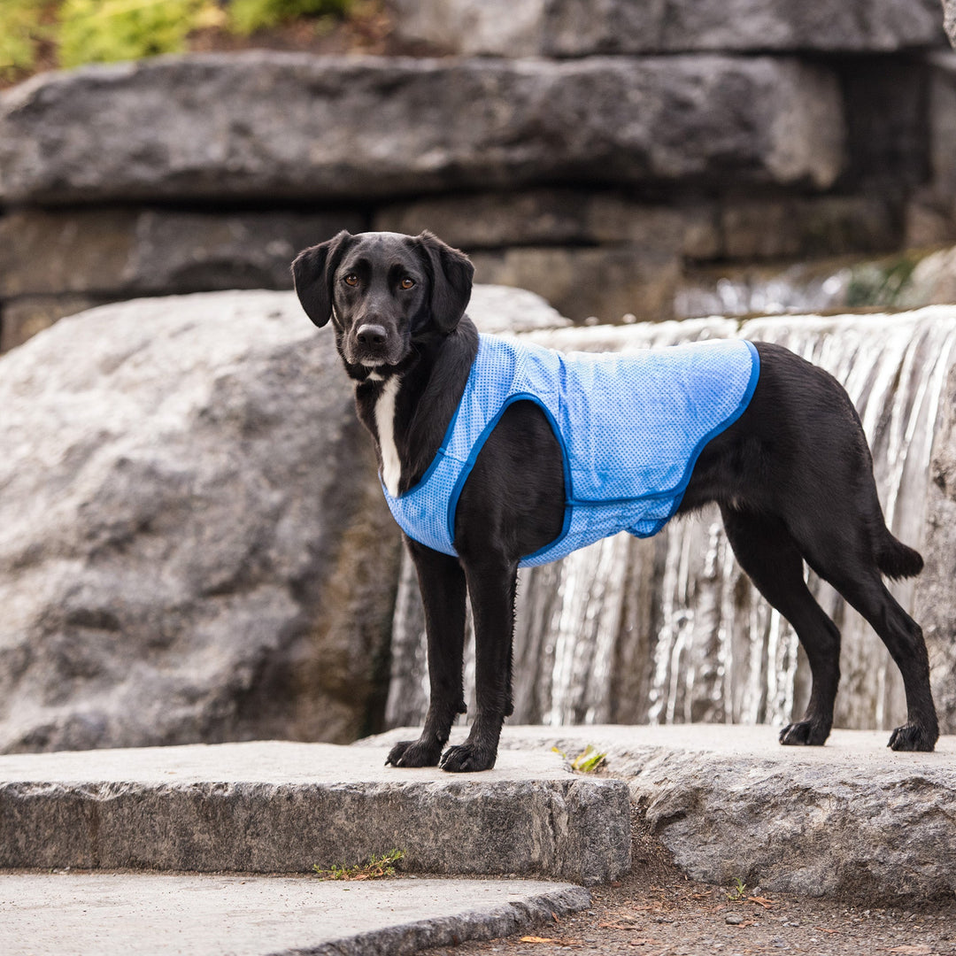 Elasto-Fit Ice Vest - Blue by GF Pet