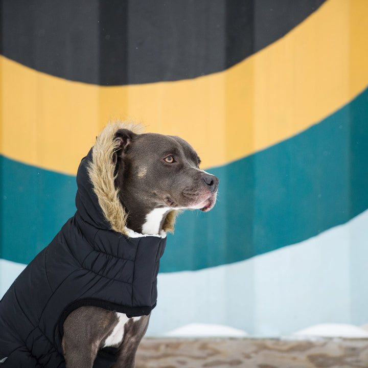 Urban Parka - Black by GF Pet