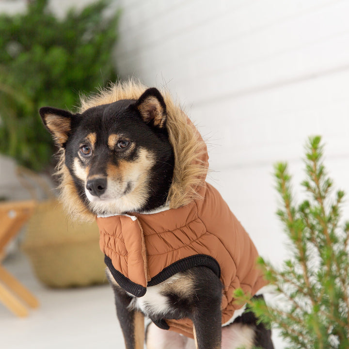 Urban Parka - Caramel by GF Pet