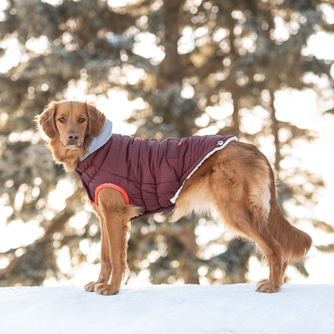 Winter Sailor Parka - Burgundy by GF Pet