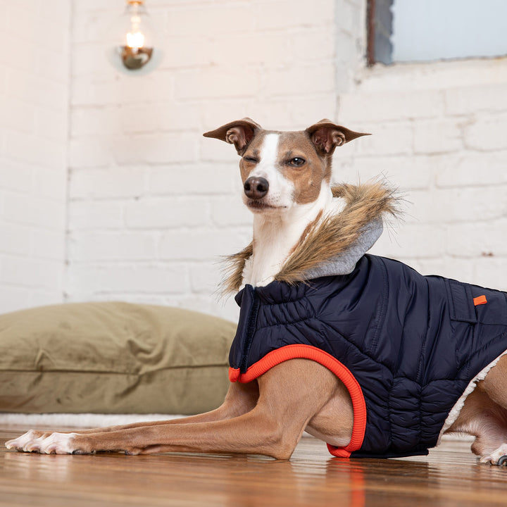 Winter Sailor Parka - Navy by GF Pet
