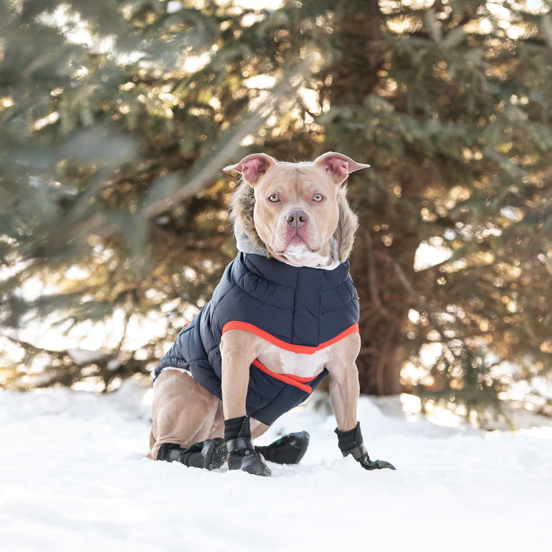 Winter Sailor Parka - Navy by GF Pet