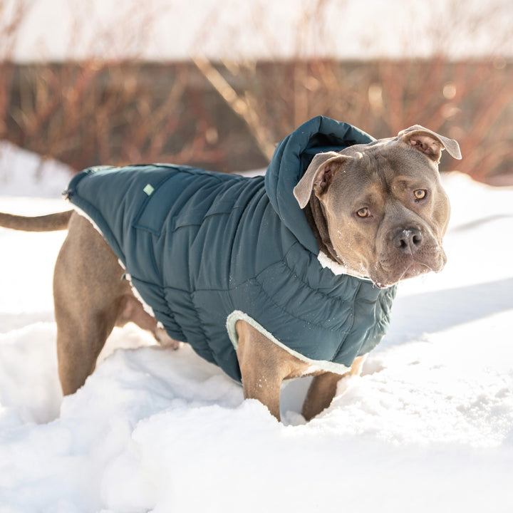 Arctic Parka - Teal by GF Pet