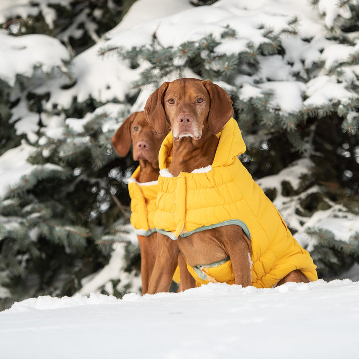Arctic Parka - Yellow by GF Pet