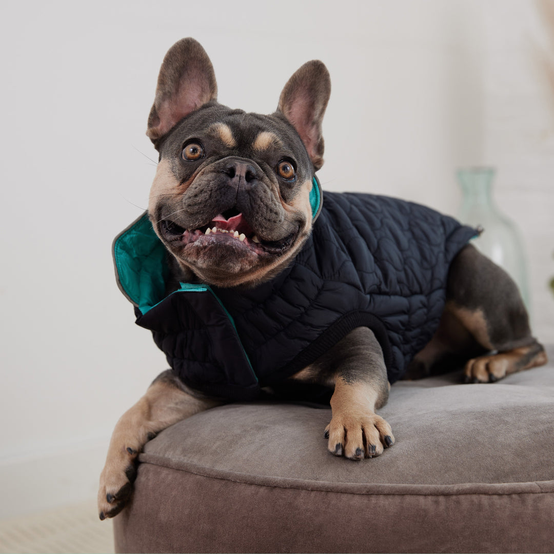 Reversible Chalet Jacket - Black/Aqua by GF Pet