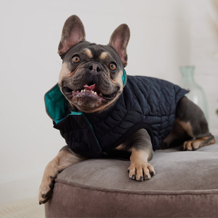 Reversible Chalet Jacket - Black/Aqua by GF Pet