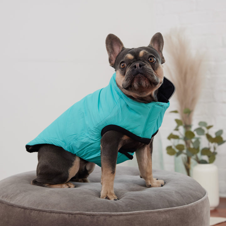 Reversible Chalet Jacket - Black/Aqua by GF Pet