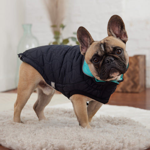 Reversible Chalet Jacket - Black/Aqua by GF Pet