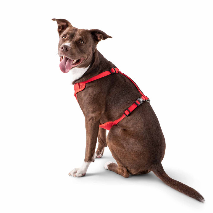 Travel Harness - Red by GF Pet