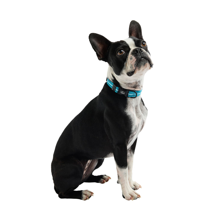 Reflective Collar - Neon Blue by GF Pet