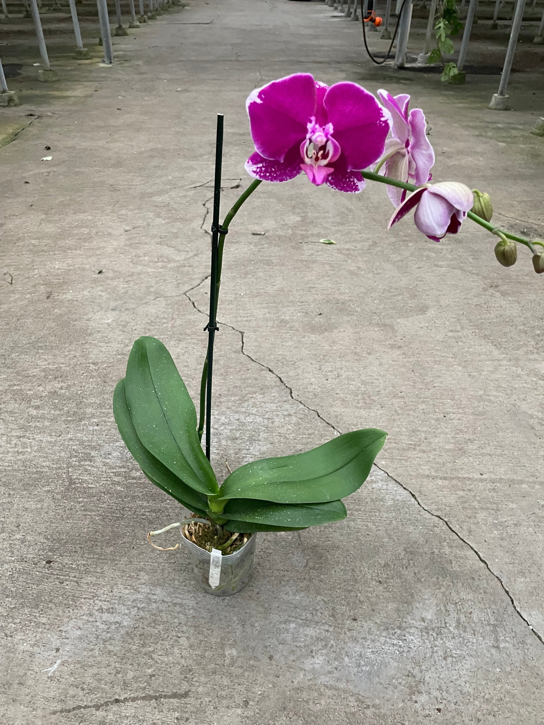 Orchid 'Purple Spotted Phalaenopsis' by House Plant Dropship