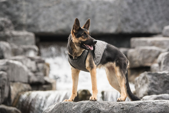 US Army Dog Cooling Vest - Grey by GF Pet