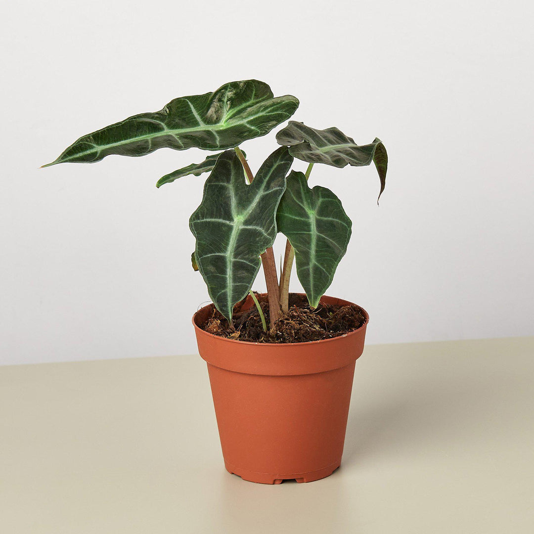 Alocasia Polly 'African Mask' by House Plant Shop