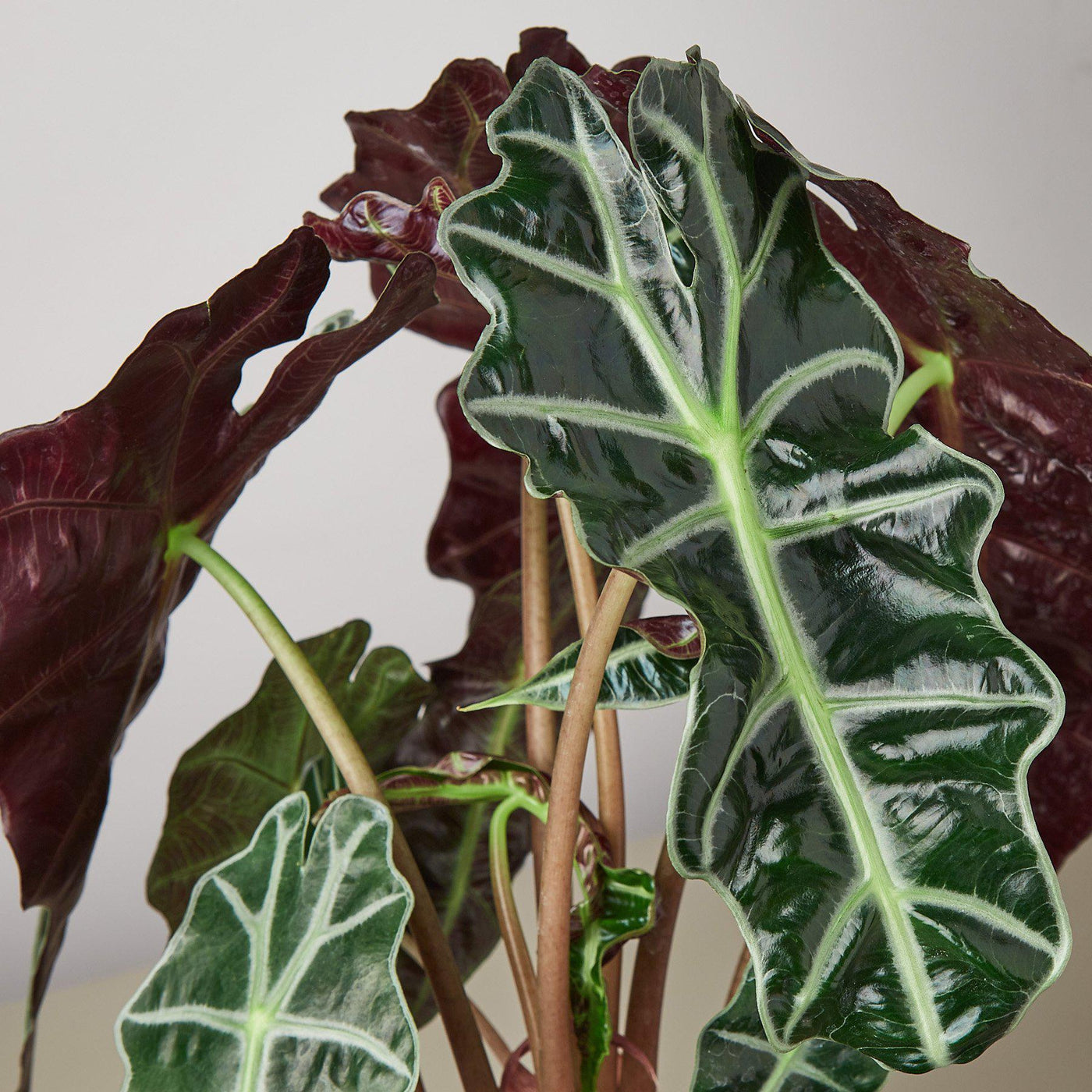 Alocasia Polly 'African Mask' by House Plant Shop