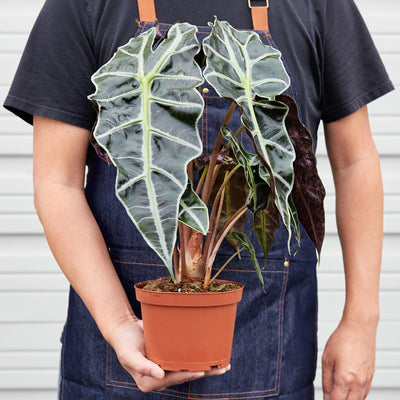 Alocasia Polly 'African Mask' by House Plant Shop