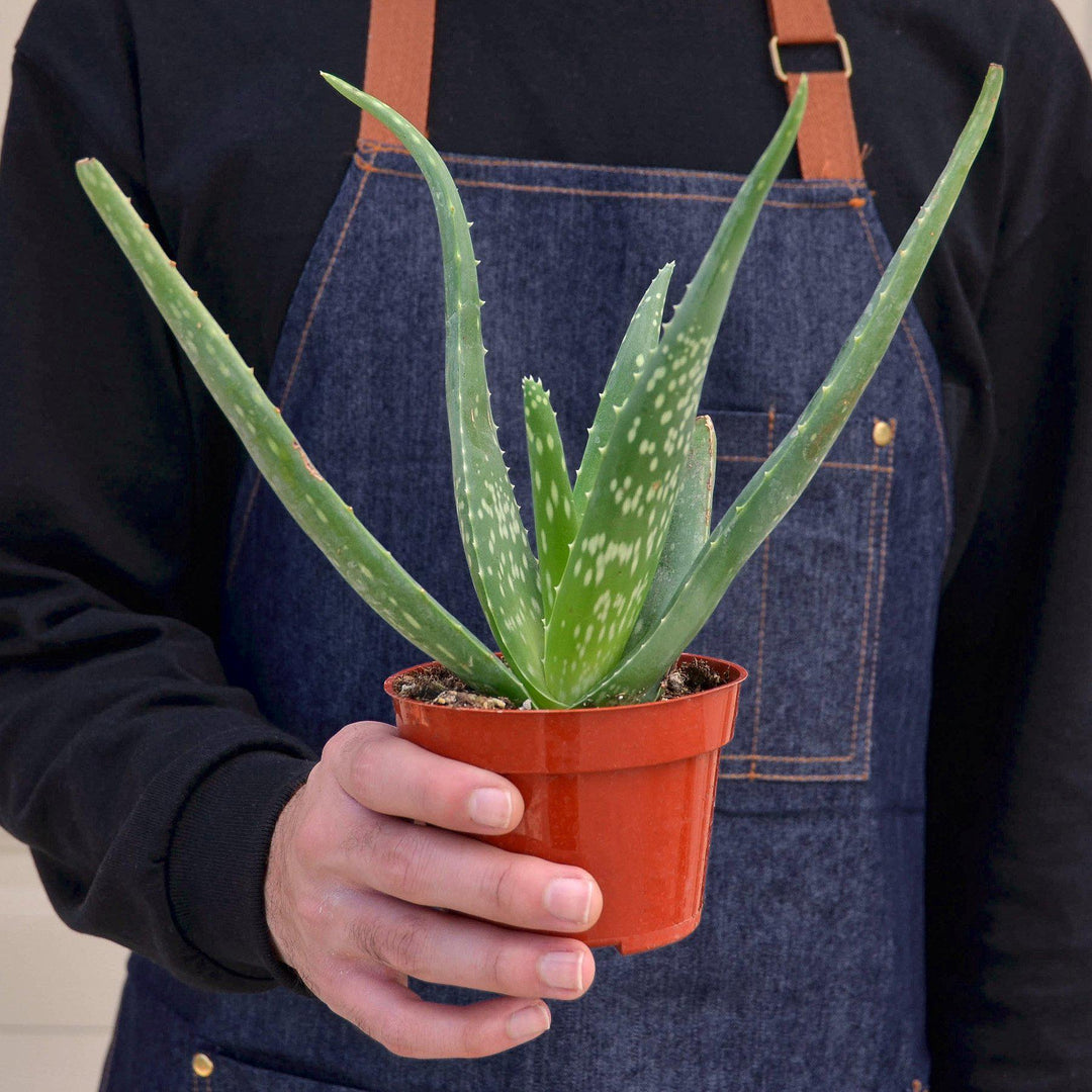 Aloe Vera by House Plant Shop