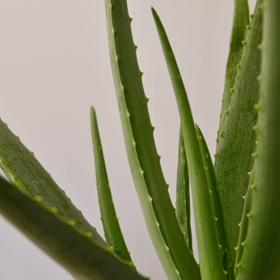 Aloe Vera by House Plant Shop