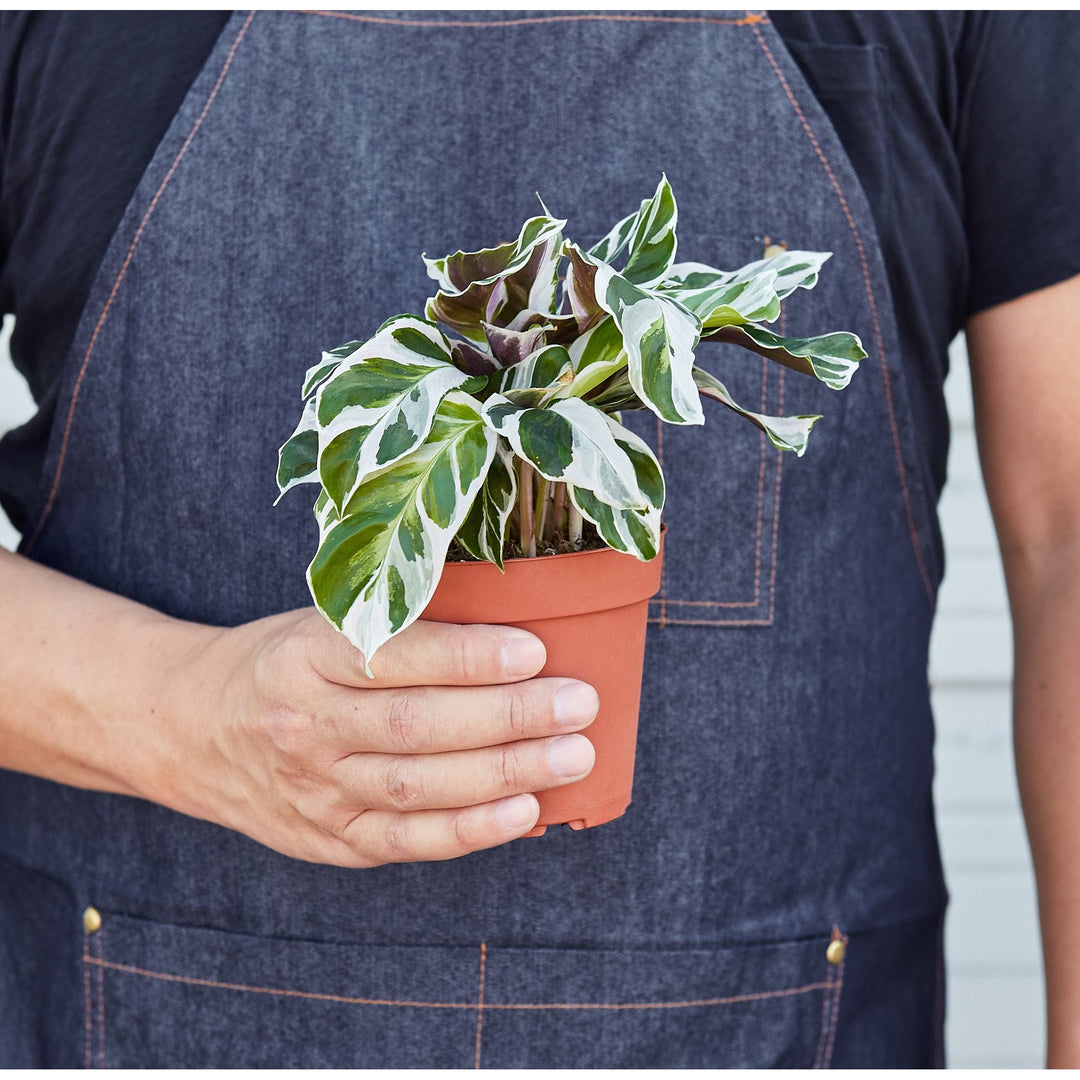 Calathea 'White Fusion' by House Plant Shop