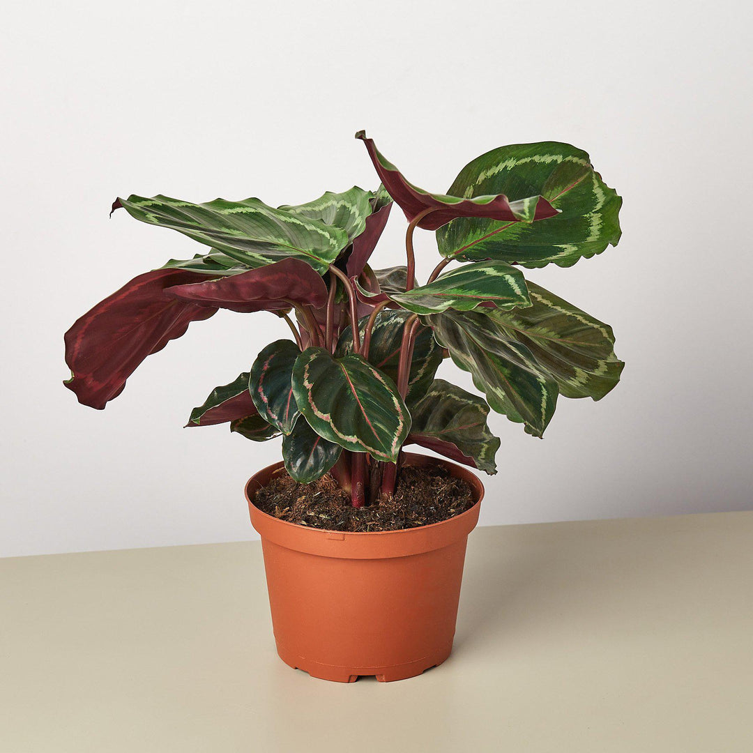 Calathea Roseopicta 'Medallion' by House Plant Shop