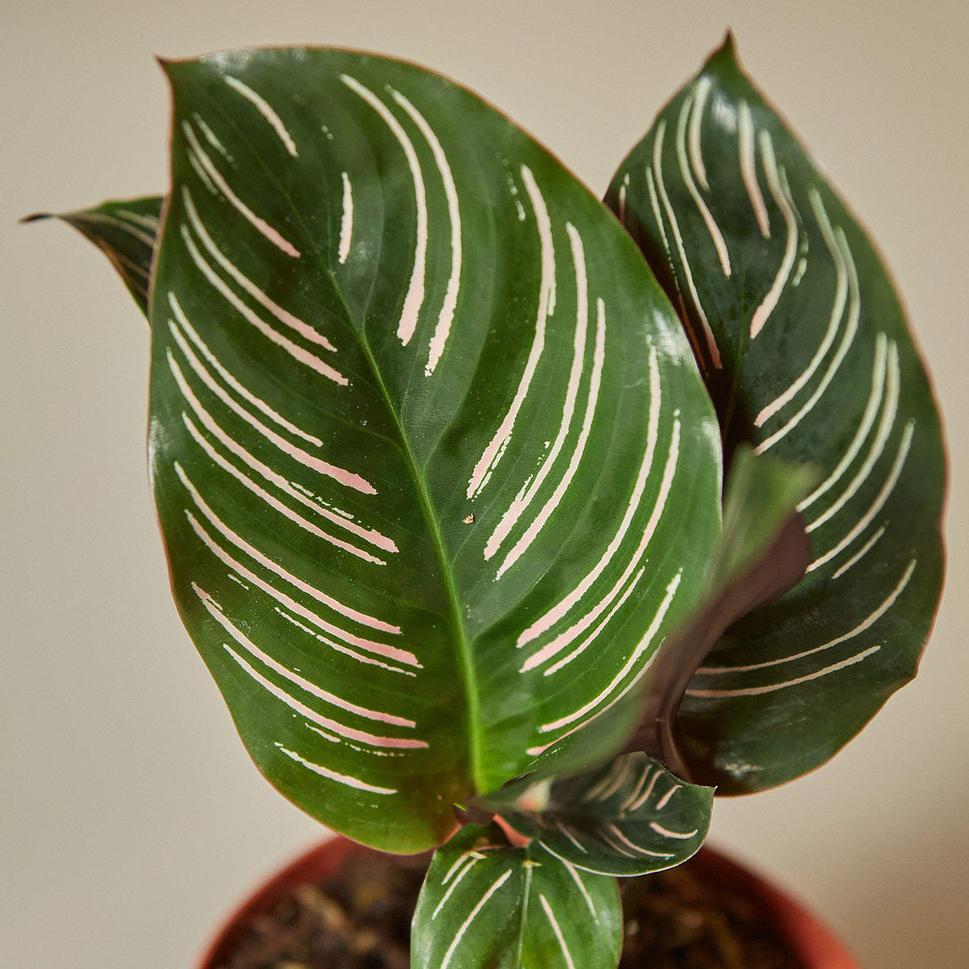 Calathea 'Ornata' by House Plant Shop