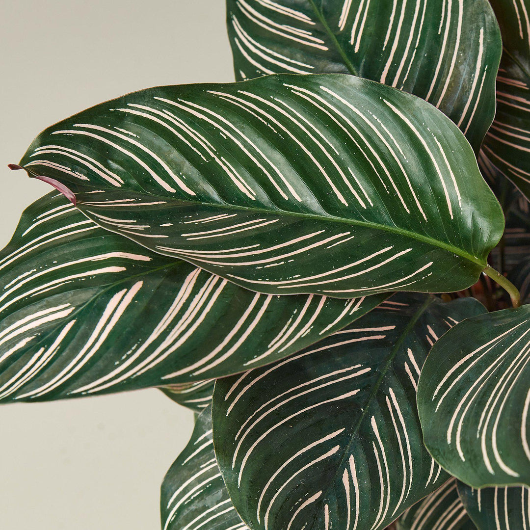 Calathea 'Ornata' by House Plant Shop