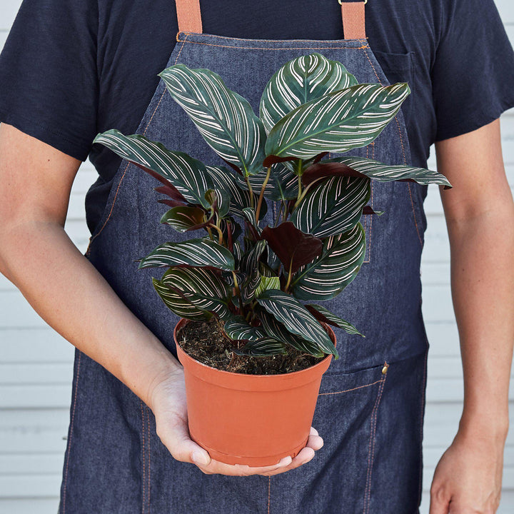 Calathea 'Ornata' by House Plant Shop