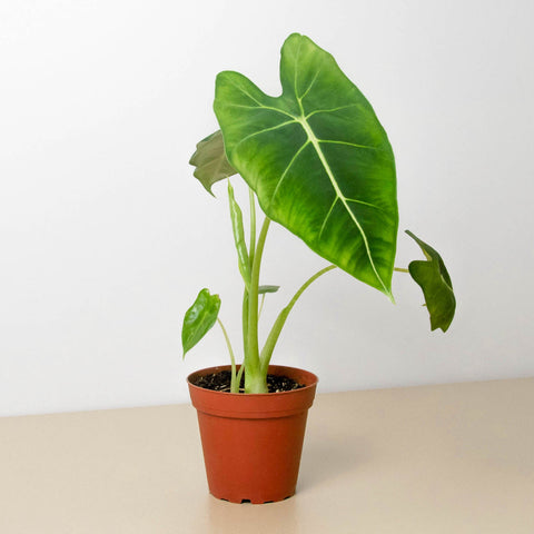 Alocasia Micholitziana 'Frydek' by House Plant Shop