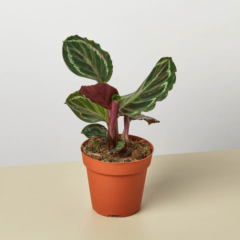 Calathea Roseopicta 'Medallion' by House Plant Shop