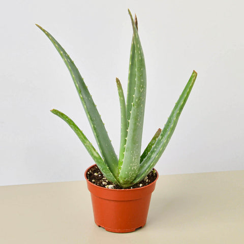 Aloe Vera by House Plant Shop