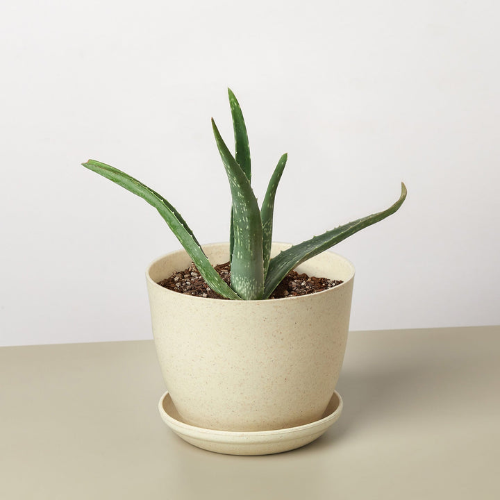 Aloe Vera by House Plant Shop