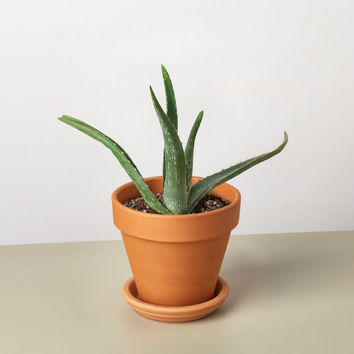 Aloe Vera by House Plant Shop