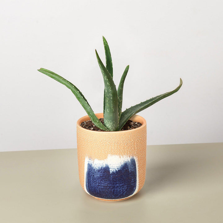 Aloe Vera by House Plant Shop