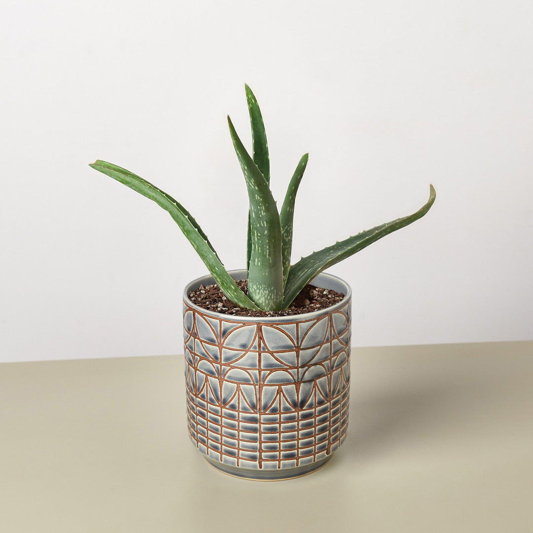 Aloe Vera by House Plant Shop