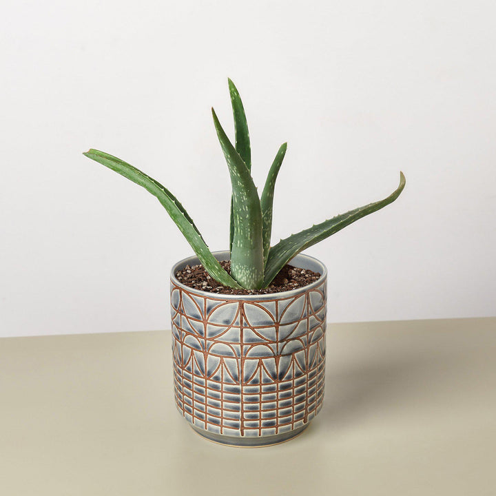 Aloe Vera by House Plant Shop