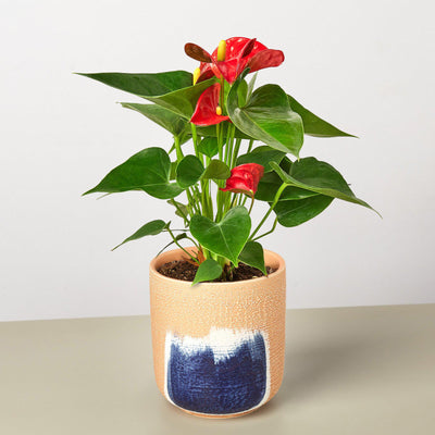 Anthurium 'Red' by House Plant Shop