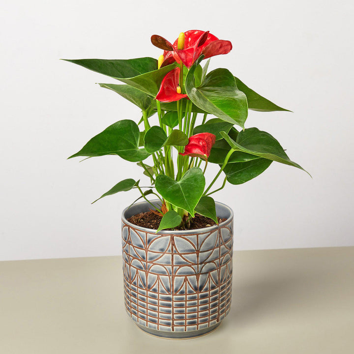 Anthurium 'Red' by House Plant Shop