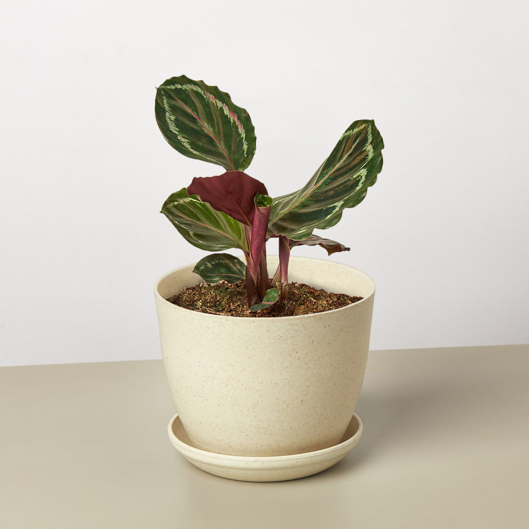 Calathea Roseopicta 'Medallion' by House Plant Shop