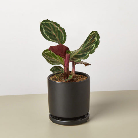 Calathea Roseopicta 'Medallion' by House Plant Shop