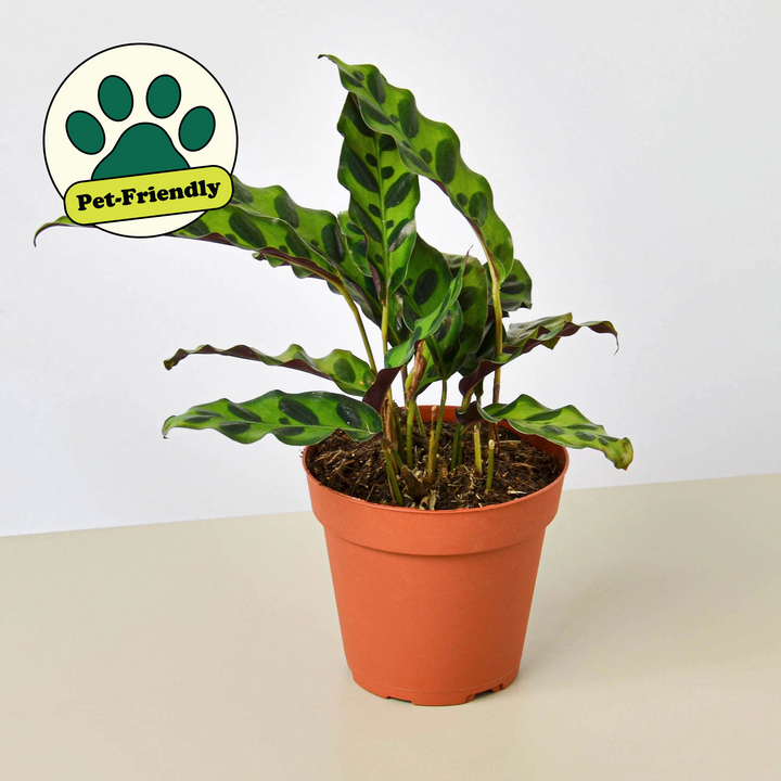 Calathea Lancifolia 'Rattlesnake' by House Plant Shop